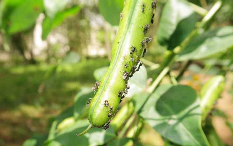 Wie kann man Ameisen im Garten auf natürliche Weise loswerden